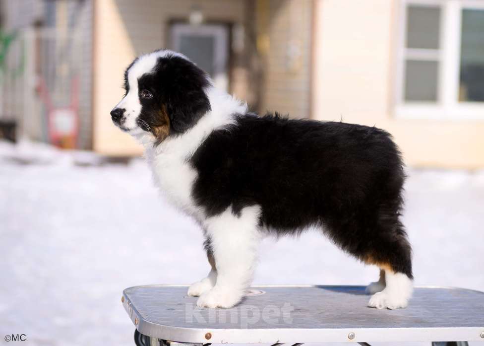 Собаки в других городах Московской области: Продается мальчик миниаусси Мальчик, 60 000 руб. - фото 2