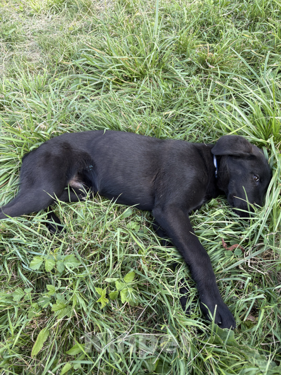 Собаки в других городах Краснодарского края: Уникальный щенок «ризеновчарик» мальчик Вудди Мальчик, 1 000 руб. - фото 6