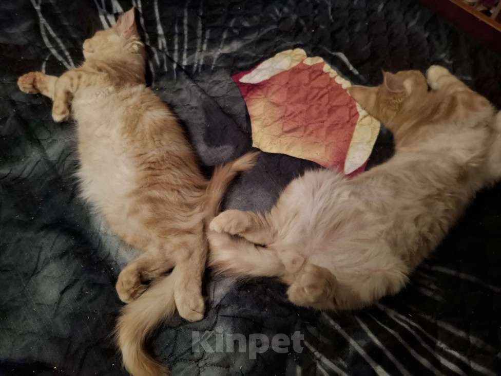 Кошки в Москве: Вольяжный куненок Мальчик, 20 000 руб. - фото 3