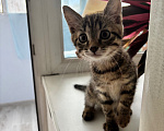 Кошки в Перми: Котенок - мальчик в добрые руки Мальчик, Бесплатно - фото 1