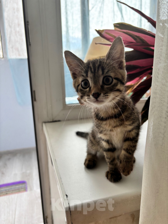 Кошки в Перми: Котенок - мальчик в добрые руки Мальчик, Бесплатно - фото 1