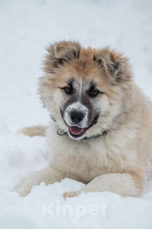 Собаки в Москве: Мали нужен дом  Девочка, Бесплатно - фото 1