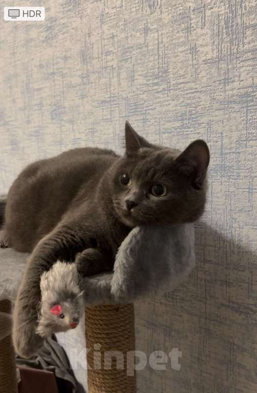 Кошки в Москве: Отдам в добрые руки кошку  Девочка, Бесплатно - фото 1