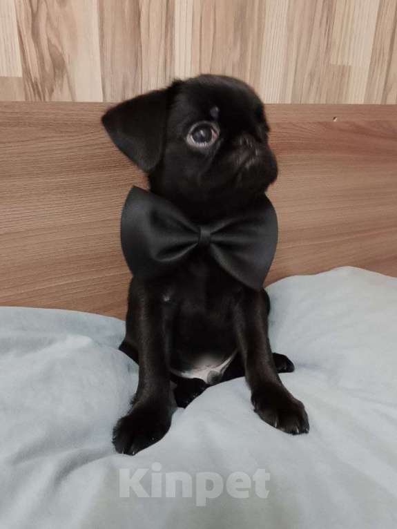 Собаки в Мурманске: Продам щенков пти брабансона Мальчик, 40 000 руб. - фото 1