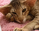 Кошки в Балашихе: Ориентальный котенок Дизель Мальчик, 80 000 руб. - фото 8