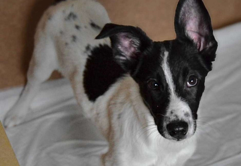 Луна ищет дом