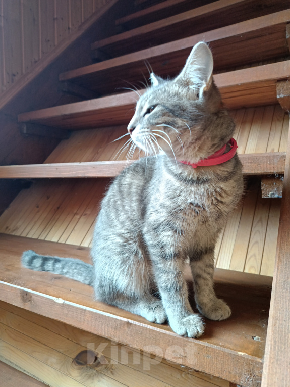 Кошки в Наро-Фоминске: Котёнок в добрые руки Девочка, Бесплатно - фото 3