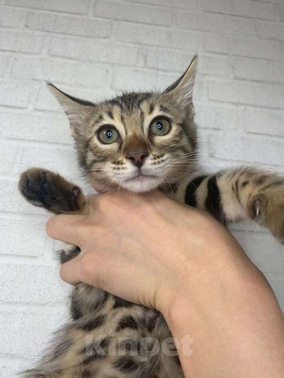 Кошки в Лобне: Бенгальская девочка Девочка, 25 000 руб. - фото 4