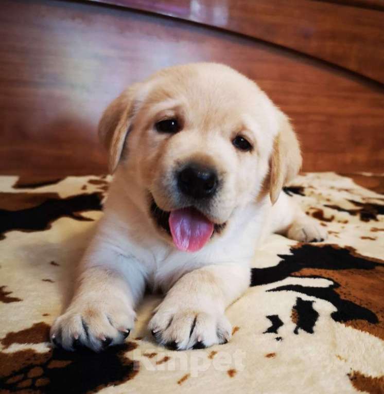 Собаки в Новосибирске: Щенки Лабрадора Девочка, 25 000 руб. - фото 6