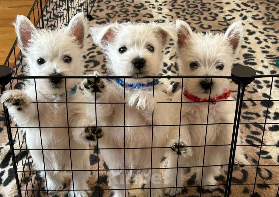 Собаки в Москве: Вест хайленд уайт терьер, щенок Мальчик, Бесплатно - фото 3