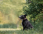 Собаки в Москве: Бордер-колли Джек в дар Мальчик, Бесплатно - фото 5