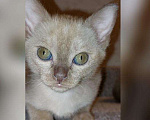 Кошки в Ливны: Бурманские котята с документами, 35 000 руб. - фото 6