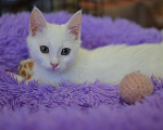 Кошки в Починке: Котенок Снежок в добрые руки, 100 руб. - фото 5