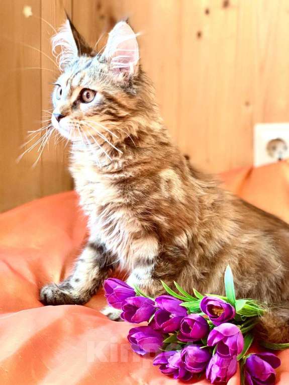 Кошки в Челябинске: КОТЕНОК МЕЙН-КУН ДЕВОЧКА Девочка, Бесплатно - фото 8