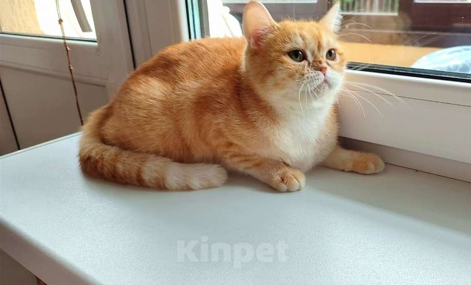 Кошки в Москве: Британские кошки Девочка, 30 000 руб. - фото 2