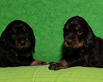 Собаки в Санкт-Петербурге: Чистокровные щенки Русского охотничьего спаниеля с родословной. Мальчик, 45 000 руб. - фото 1