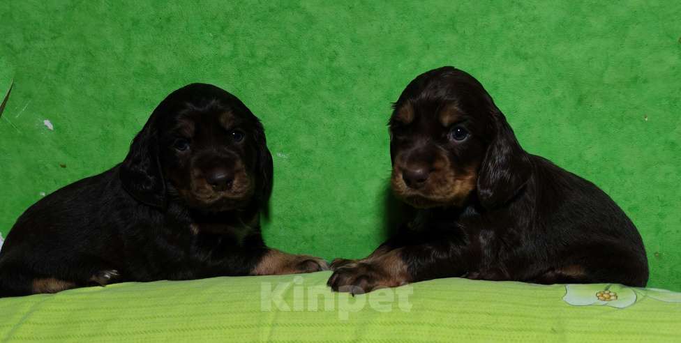Собаки в Санкт-Петербурге: Чистокровные щенки Русского охотничьего спаниеля с родословной. Мальчик, 45 000 руб. - фото 1
