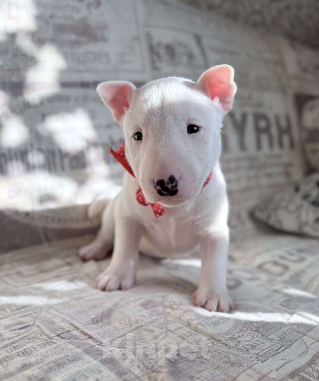 Собаки в Екатеринбурге: Щенки миниатюрного бультерьера Разнополые, 80 000 руб. - фото 3