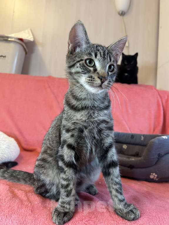 Кошки в Мурином: Котёнок подросток Симба продолжает искать хозяина Мальчик, Бесплатно - фото 3