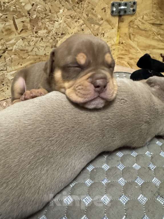 Собаки в Москве: Американский булли щенки Мальчик, 75 000 руб. - фото 3