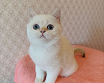 Кошки в Санкт-Петербурге: Золотая шиншилла пойнт Девочка, 25 000 руб. - фото 3