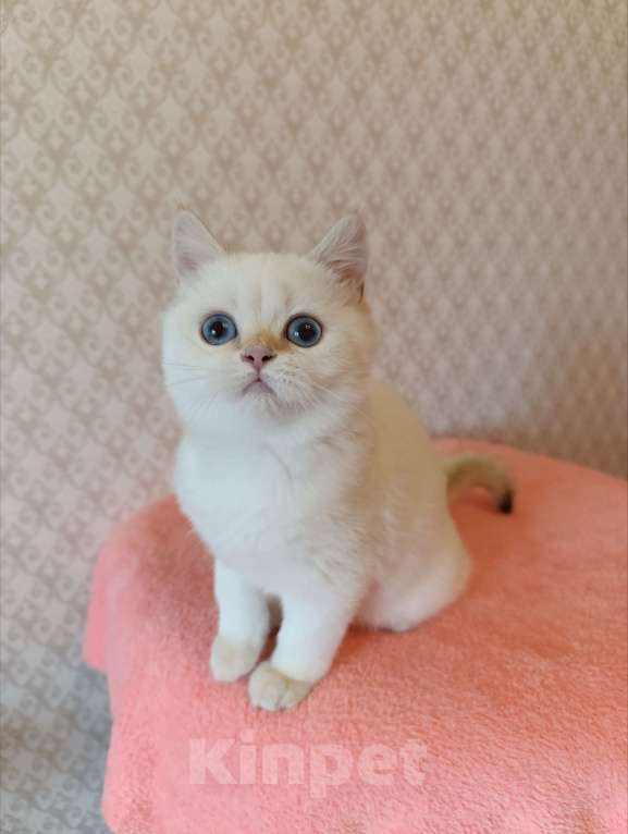 Кошки в Санкт-Петербурге: Золотая шиншилла пойнт Девочка, 25 000 руб. - фото 3