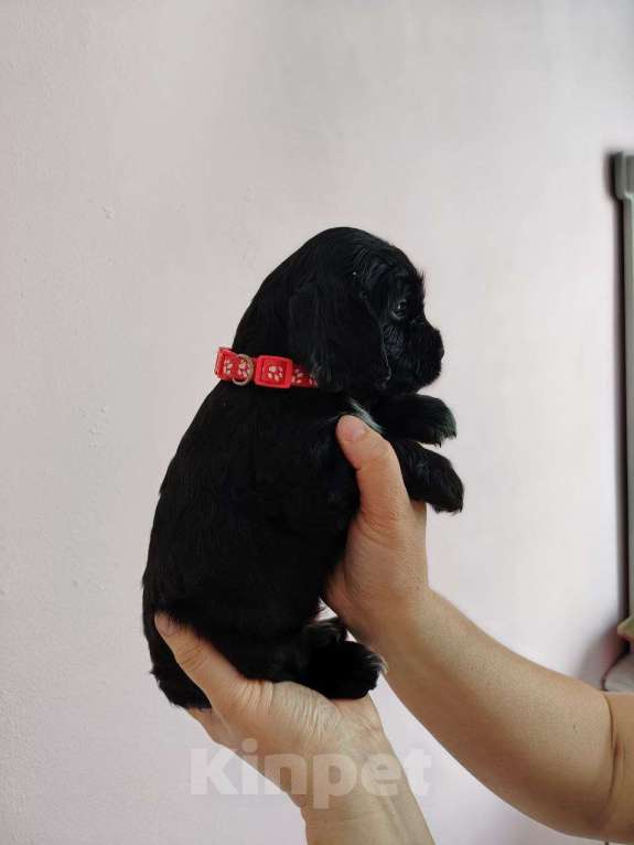 Собаки в других городах Башкортостана: Продам Девочка, 20 000 руб. - фото 1