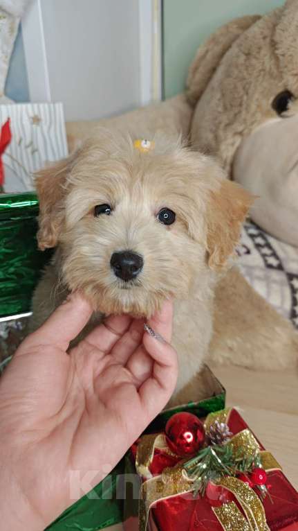 Собаки в Москве: Той пудель mini девочка  Девочка, 85 000 руб. - фото 1