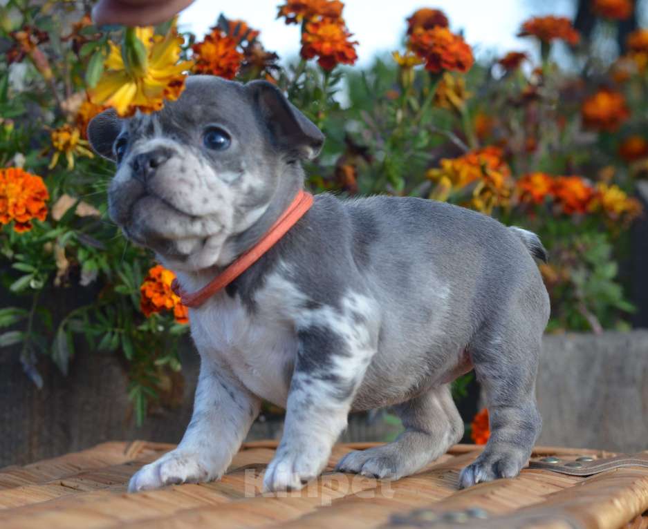 Собаки в Москве: Летние щенки Девочка, 65 000 руб. - фото 2