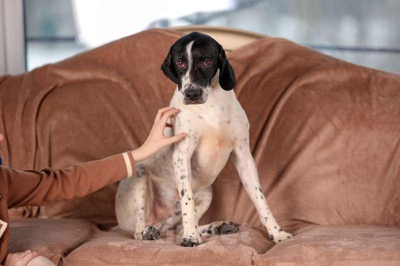 Собаки в Москве: Молодой пойнтер Руперт в добрые руки Мальчик, Бесплатно - фото 4