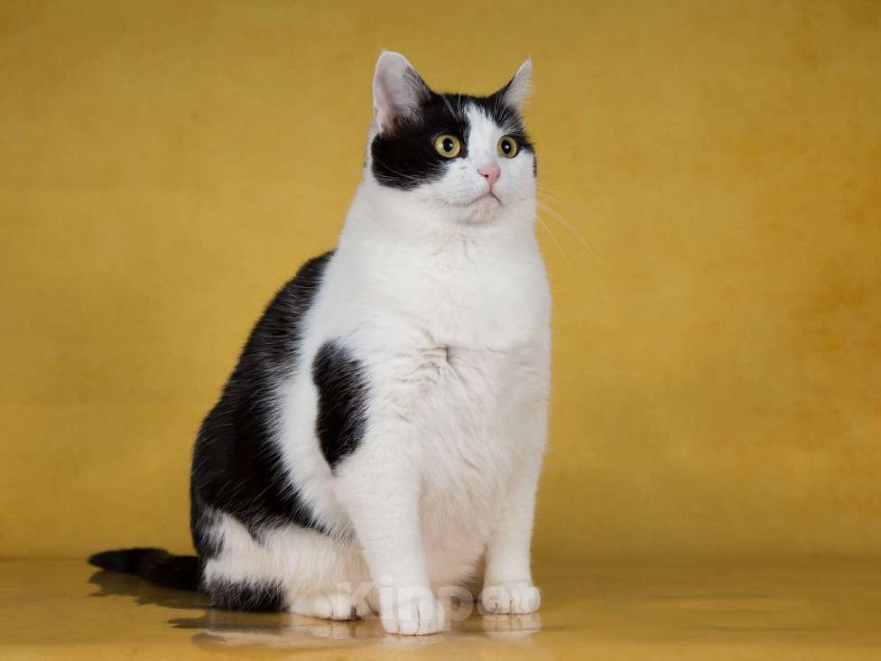 Кошки в Москве: Кошка-плюшка Юла в добрые руки! Девочка, Бесплатно - фото 3