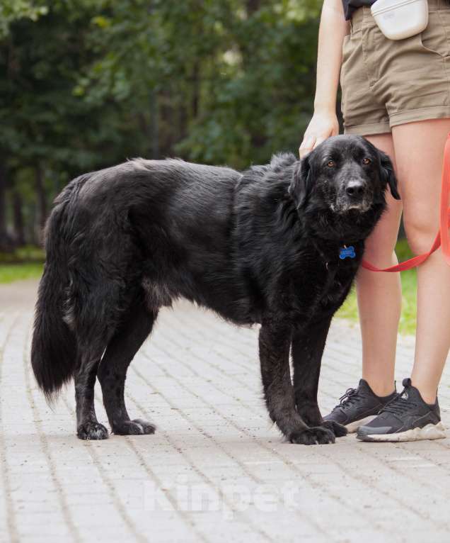 Собаки в других городах Московской области: Спокойный мишка Мальчик, Бесплатно - фото 2
