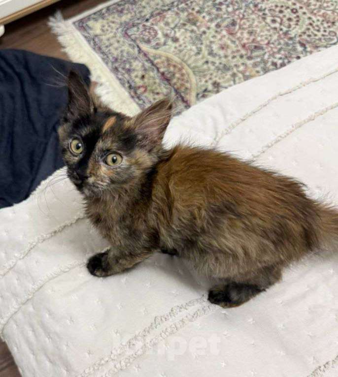 Кошки в Москве: котенок Лапа ищет дом Девочка, Бесплатно - фото 4