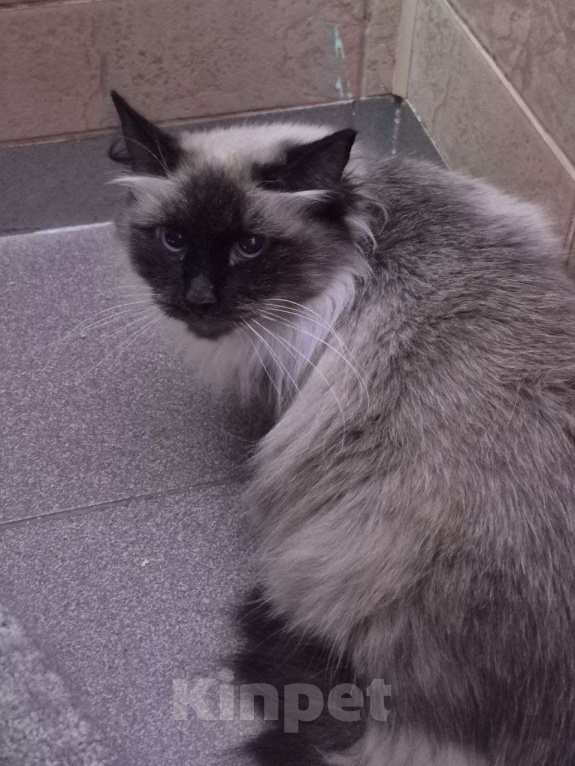 Кошки в Москве: Тайская кошка со сложной судьбой в дар заботливым людям Девочка, Бесплатно - фото 3