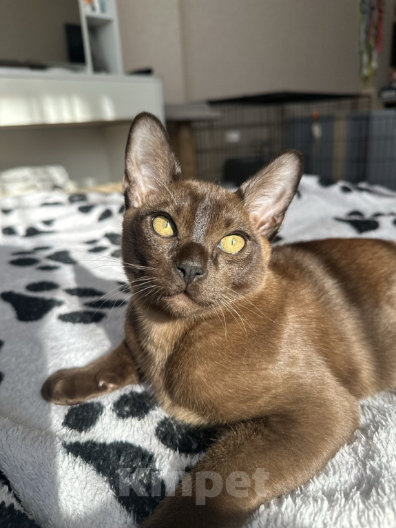 Кошки в Симферополе: Бурманские котята с документами Мальчик, 50 000 руб. - фото 1