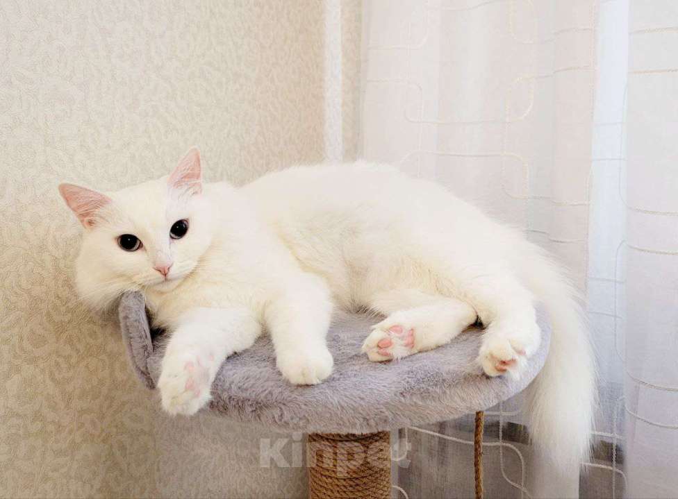 Кошки в Долгопрудном: Мира ищет новую семью Девочка, 100 руб. - фото 2