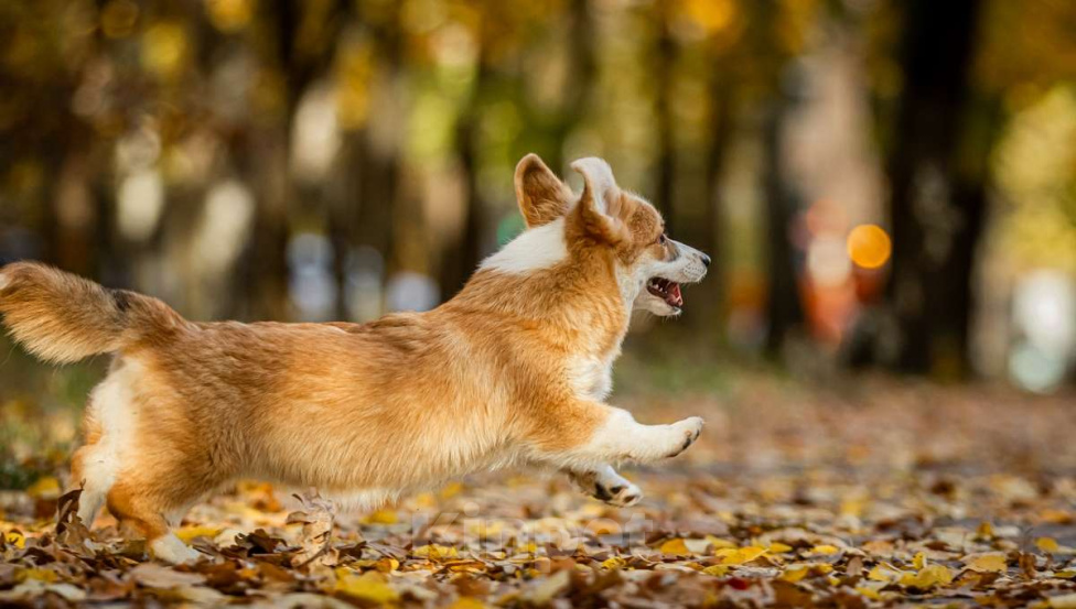 Собаки в Москве: Вельш корги пемброк, девочка Девочка, 70 000 руб. - фото 1