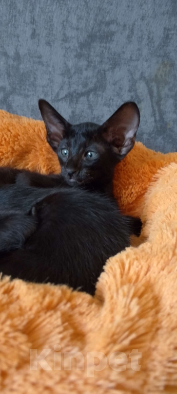 Кошки в Екатеринбурге: Ориентальная Девочка, 30 000 руб. - фото 2