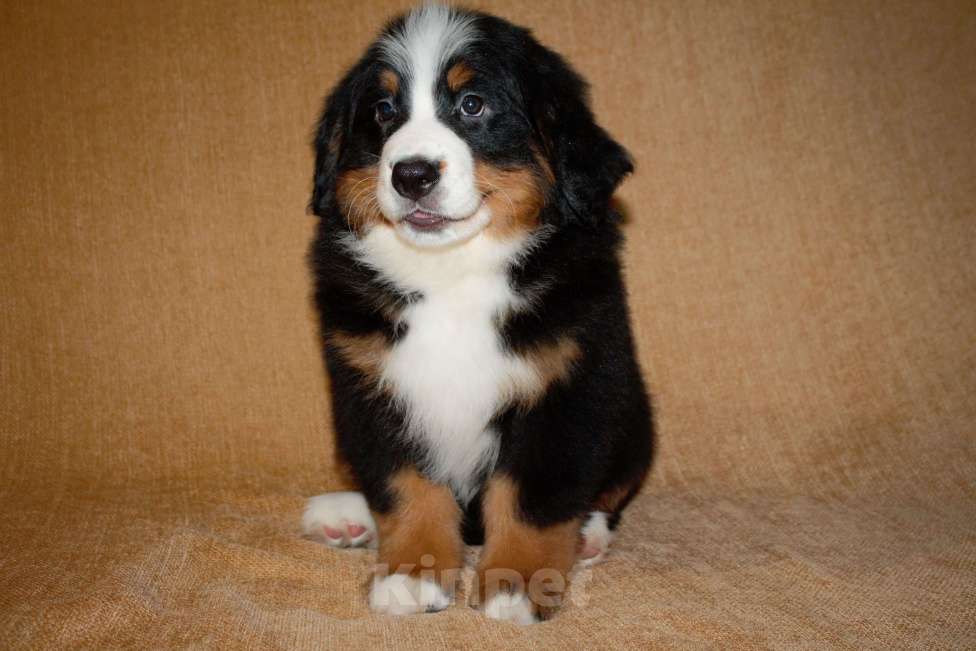 Собаки в других городах Московской области: Бернский зенненхунд Девочка, 120 000 руб. - фото 7