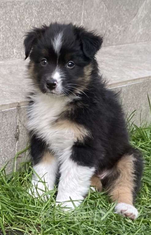 Собаки в Новокузнецке: Аусси Девочка, 50 000 руб. - фото 2