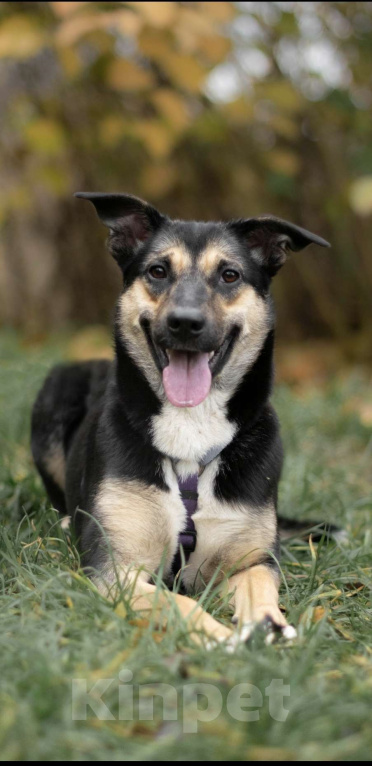 Собаки в Москве: Лира, маленькая красотка.  Девочка, Бесплатно - фото 1