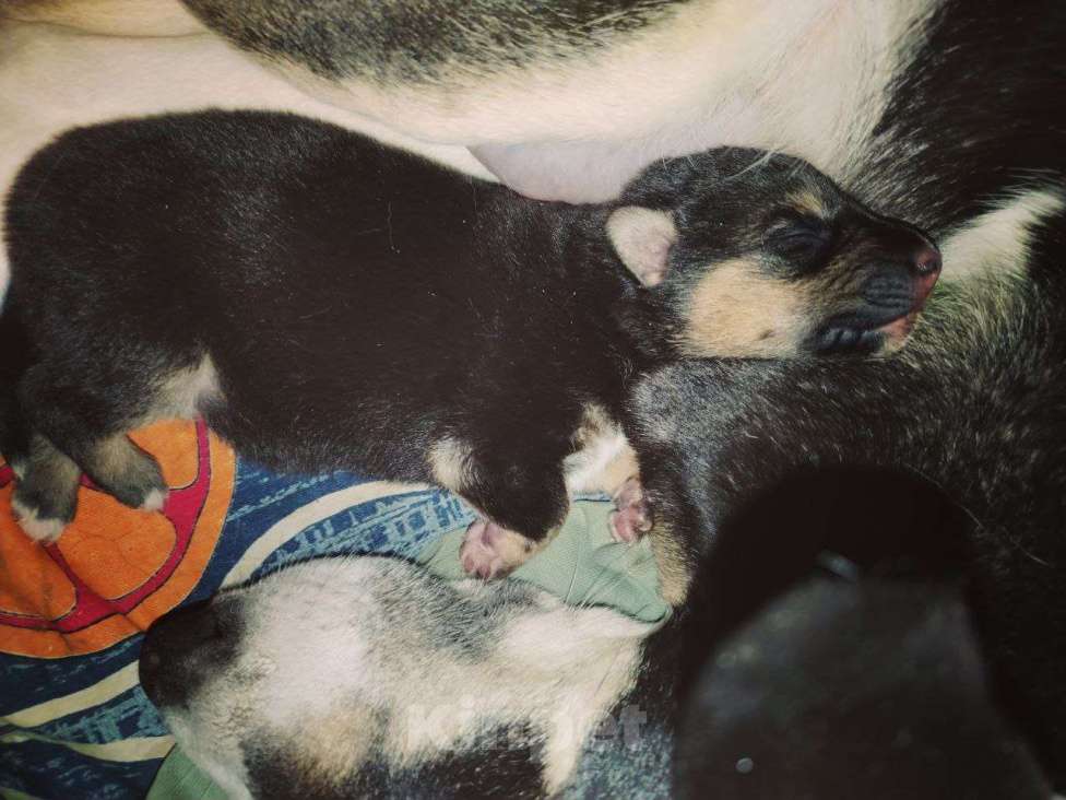 Собаки в Москве: отдаем собаку в добрые руки Мальчик, Бесплатно - фото 1