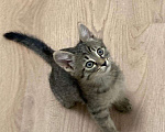 Кошки в Мытищах: Котенок 2 Мальчик, Бесплатно - фото 2