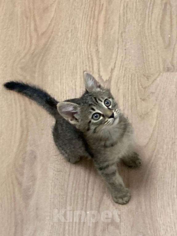 Кошки в Мытищах: Котенок 2 Мальчик, Бесплатно - фото 2