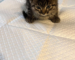 Кошки в Апрелевке: Котёнок в добрые руки Девочка, Бесплатно - фото 1