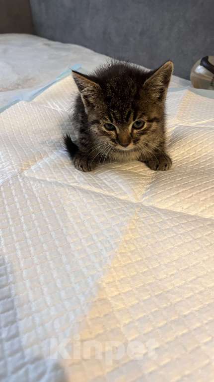 Кошки в Апрелевке: Котёнок в добрые руки Девочка, Бесплатно - фото 1