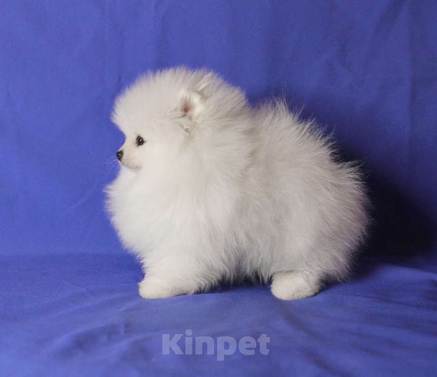 Собаки в Люберцах: Шикарный белый шпиц Мальчик, 50 000 руб. - фото 3