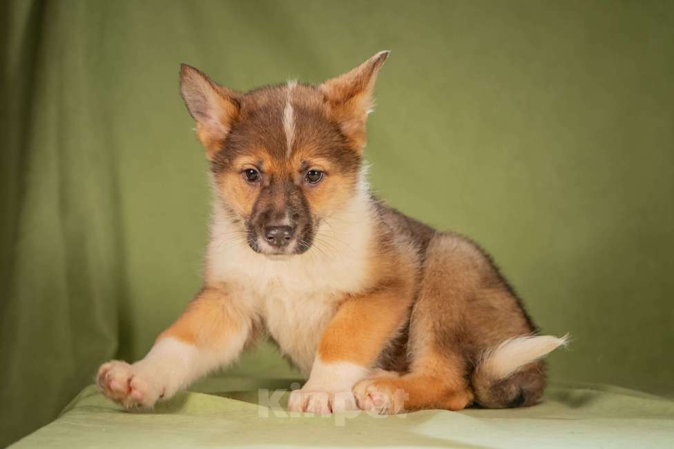 Собаки в Клине: Кешью - трепетная малышка Девочка, Бесплатно - фото 2