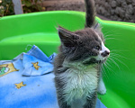 Кошки в Ростове-на-Дону: Котенок ищет дом Девочка, Бесплатно - фото 4