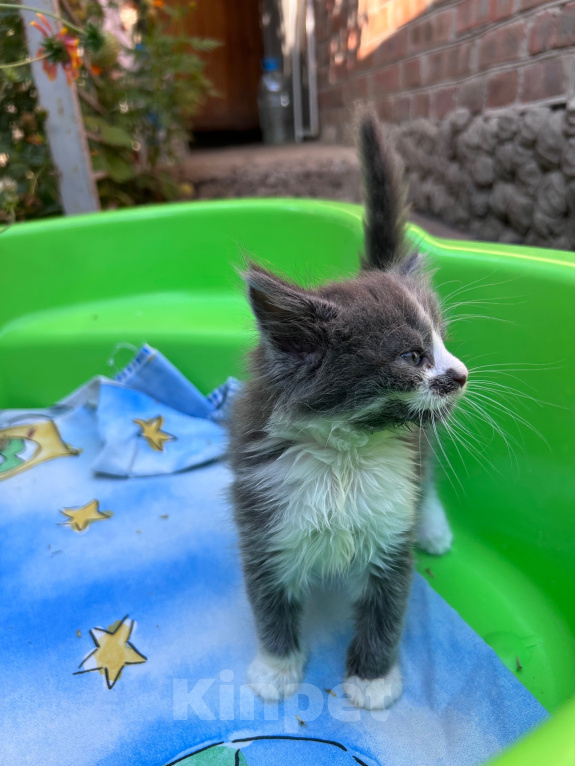 Кошки в Ростове-на-Дону: Котенок ищет дом Девочка, Бесплатно - фото 4